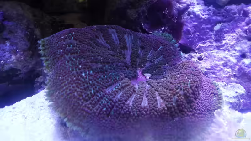 Aquarium Becken 31733 von Cuny (10)