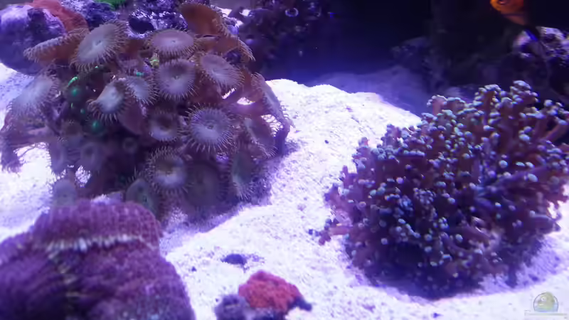 Aquarium Becken 31733 von Cuny (13)