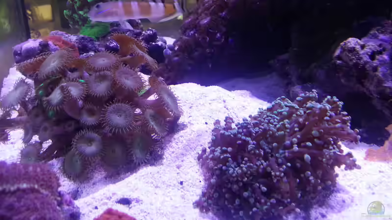 Aquarium Becken 31733 von Cuny (15)