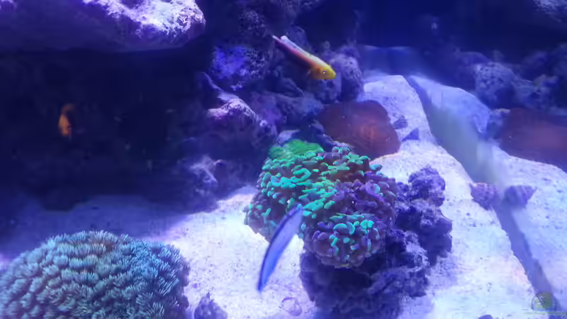 Aquarium Becken 31733 von Cuny (16)