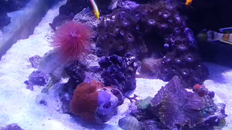 Aquarium Becken 31733 von Cuny (19)