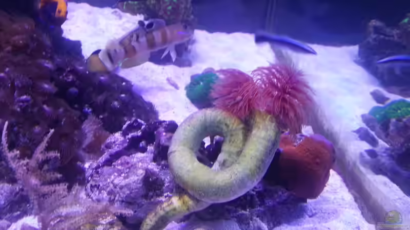 Aquarium Becken 31733 von Cuny (20)