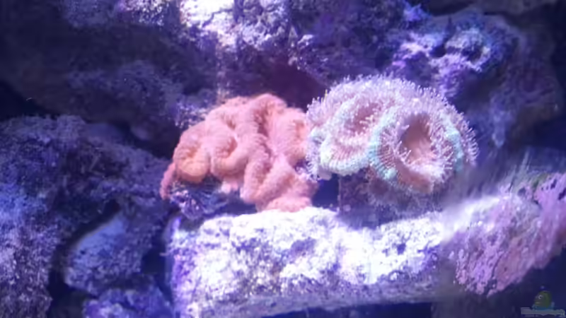 Aquarium Becken 31733 von Cuny (3)