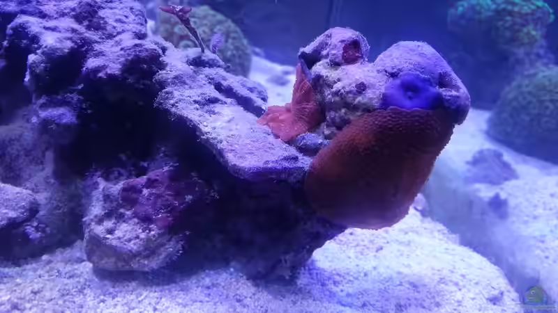 Aquarium Becken 31733 von Cuny (4)