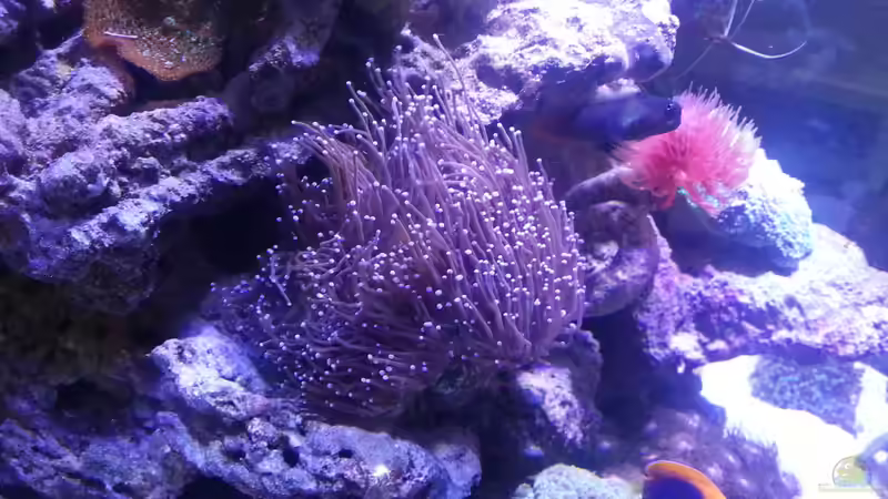 Aquarium Becken 31733 von Cuny (5)