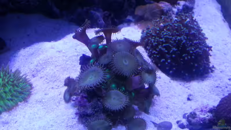 Aquarium Becken 31733 von Cuny (6)