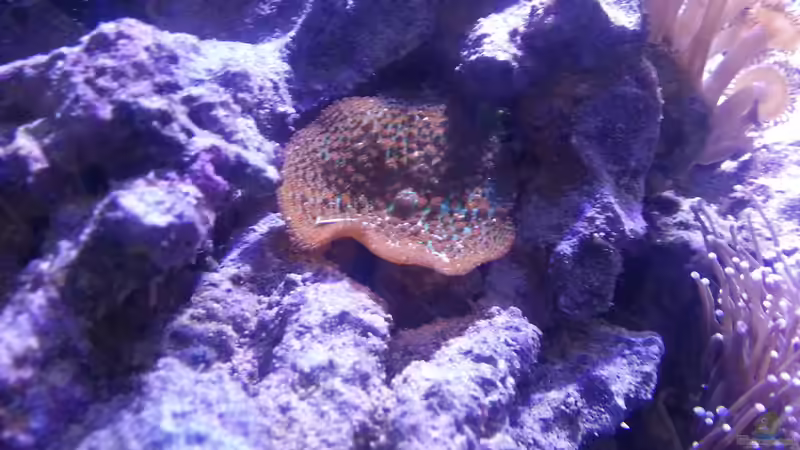 Aquarium Becken 31733 von Cuny (7)