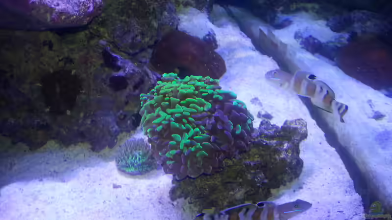 Aquarium Becken 31733 von Cuny (9)