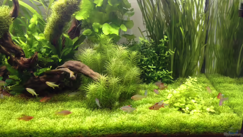 Aquarium Becken 31758 von Sergej Eisel (2)