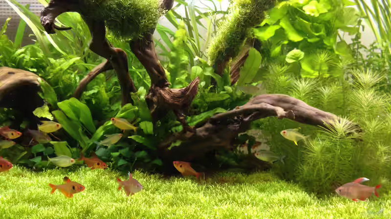 Aquarium Becken 31758 von Sergej Eisel (4)