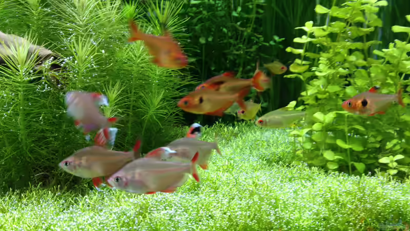 Aquarium Becken 31758 von Sergej Eisel (6)