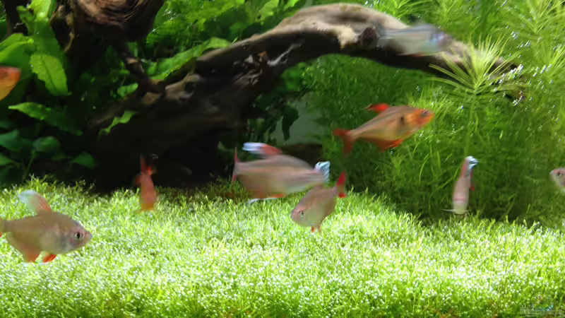 Aquarium Becken 31758 von Sergej Eisel (7)