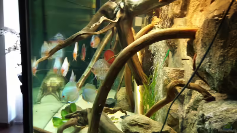 Aquarium Becken 31764 von Oliver Boden (2)