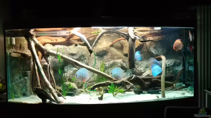 Aquarium Becken 31764 von Oliver Boden (3)