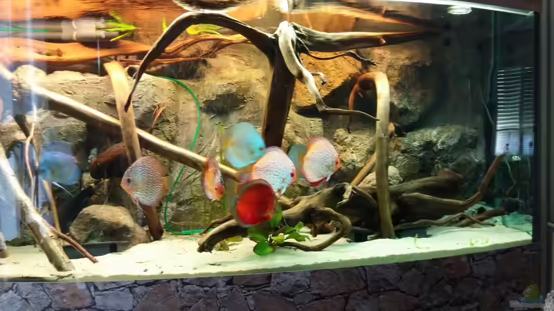 Aquarium Becken 31764 von Oliver Boden (4)