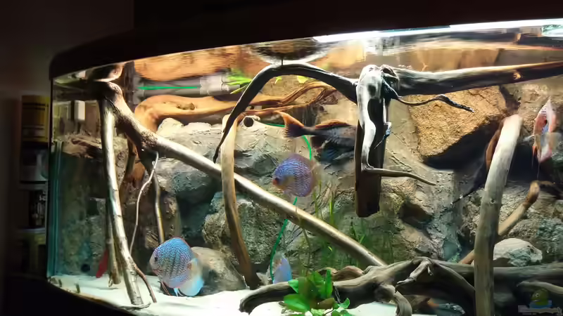 Aquarium Becken 31764 von Oliver Boden (5)