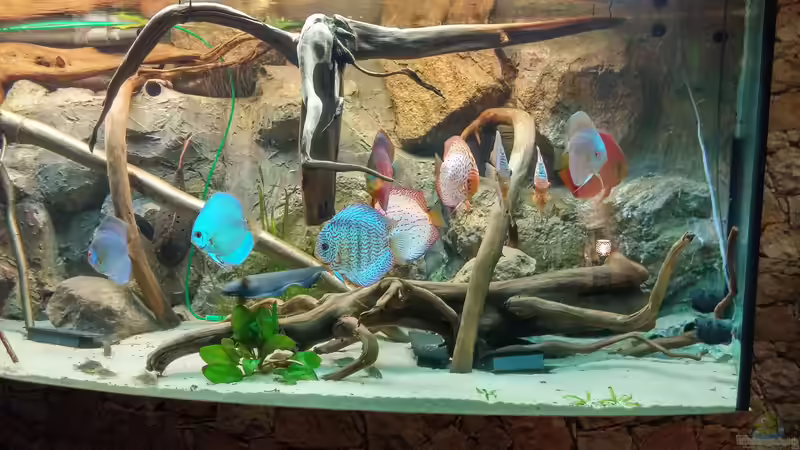 Aquarium Becken 31764 von Oliver Boden (6)