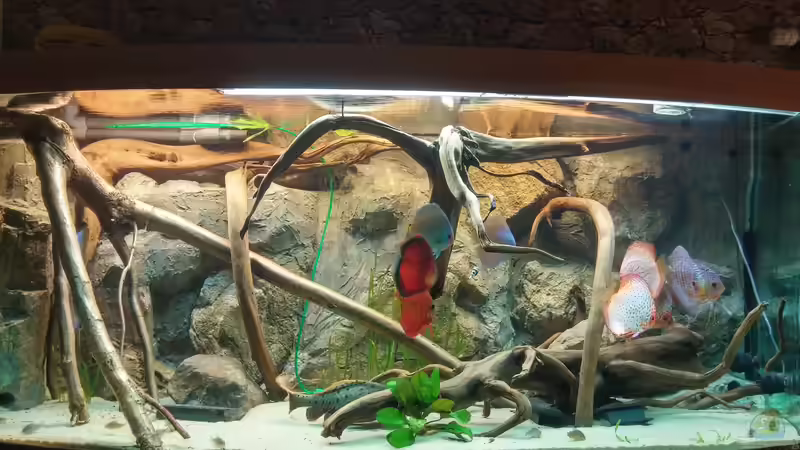 Aquarium Becken 31764 von Oliver Boden (7)