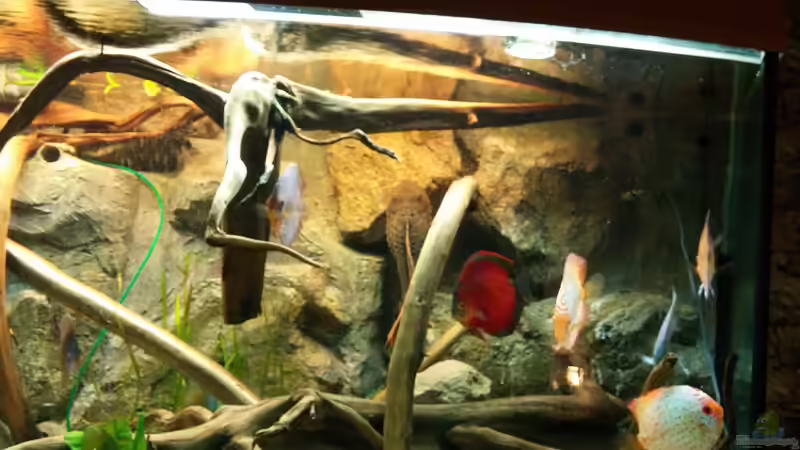 Aquarium Becken 31764 von Oliver Boden (8)