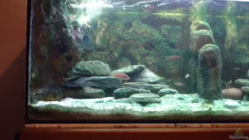 Aquarium Becken 318 von Ralf Romer (2)