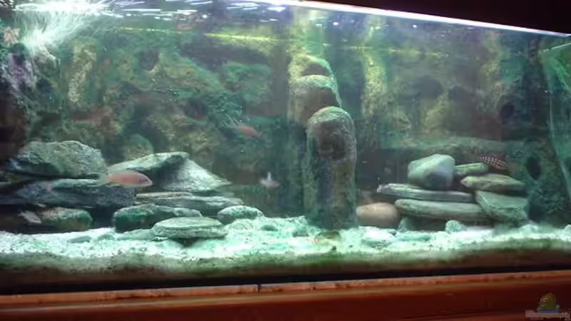 Aquarium Becken 318 von Ralf Romer (3)