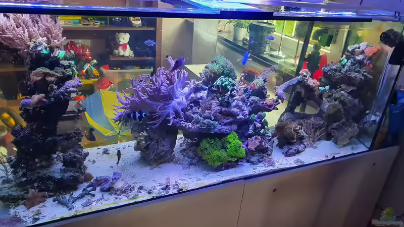 Aquarium Becken 31865 von Peter-Kerstin Andreas (2)