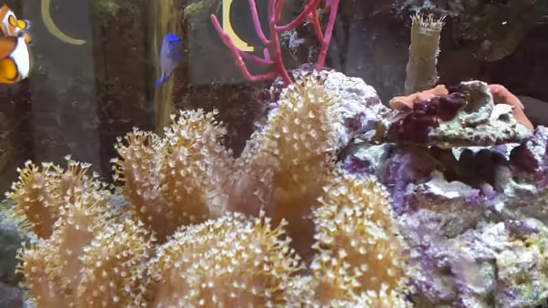 Aquarium Becken 31866 von winz21 (2)