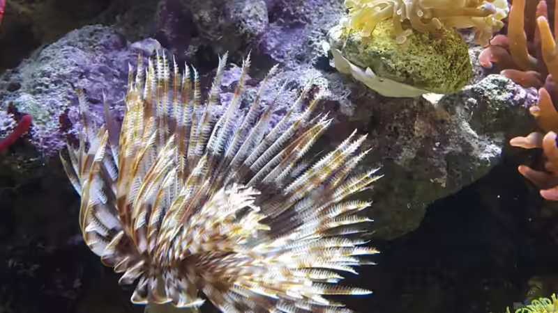 Aquarium Becken 31866 von winz21 (3)