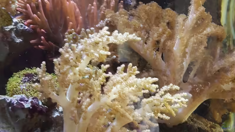 Aquarium Becken 31866 von winz21 (4)