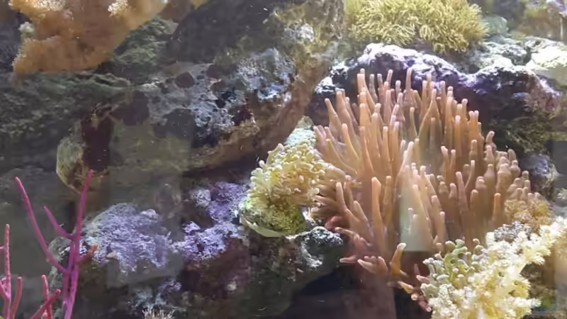 Aquarium Becken 31866 von winz21 (5)