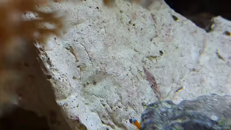 Aquarium Becken 31866 von winz21 (7)