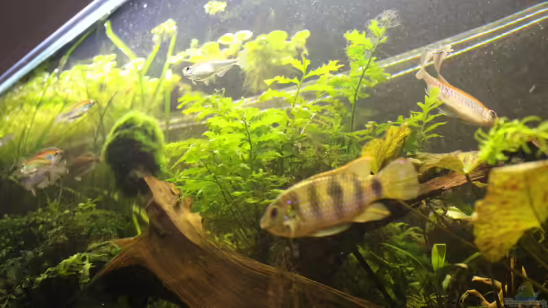 Aquarium Becken 31908-Aufgelöst von LaFrieda (2)