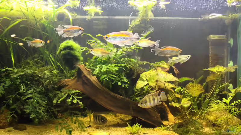 Aquarium Becken 31908-Aufgelöst von LaFrieda (4)