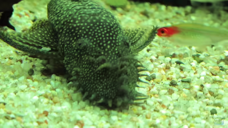 Aquarium Becken 31934 von Sebasco (15)