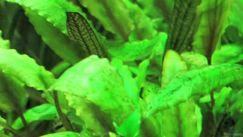 Aquarium Becken 31934 von Sebasco (17)