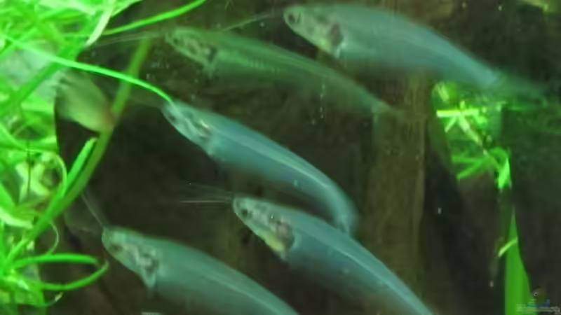 Aquarium Becken 31934 von Sebasco (21)