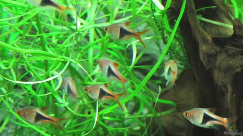 Aquarium Becken 31934 von Sebasco (22)