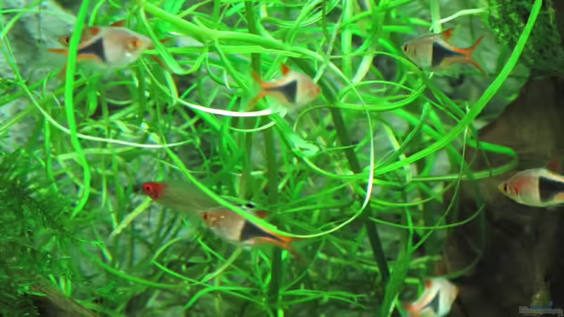 Aquarium Becken 31934 von Sebasco (24)