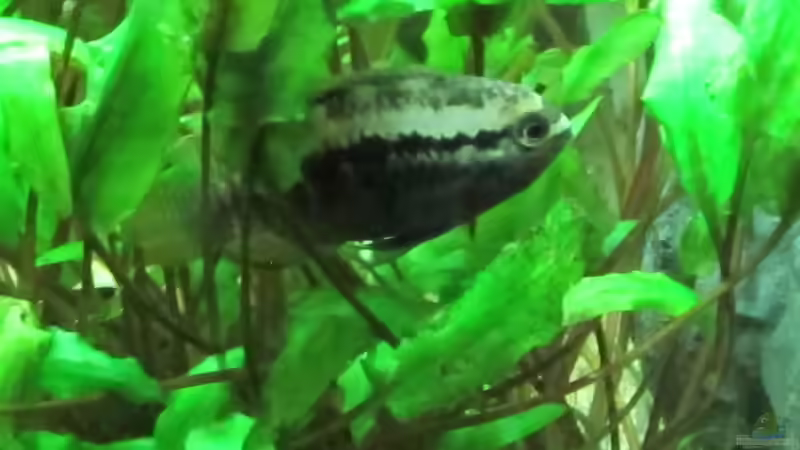 Aquarium Becken 31934 von Sebasco (25)