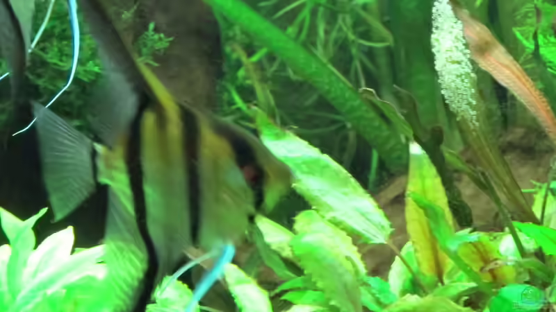 Aquarium Becken 31934 von Sebasco (27)