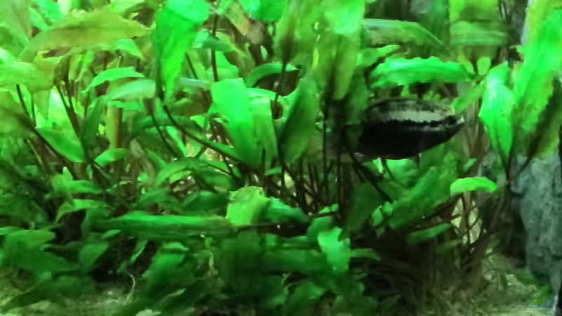 Aquarium Becken 31934 von Sebasco (29)