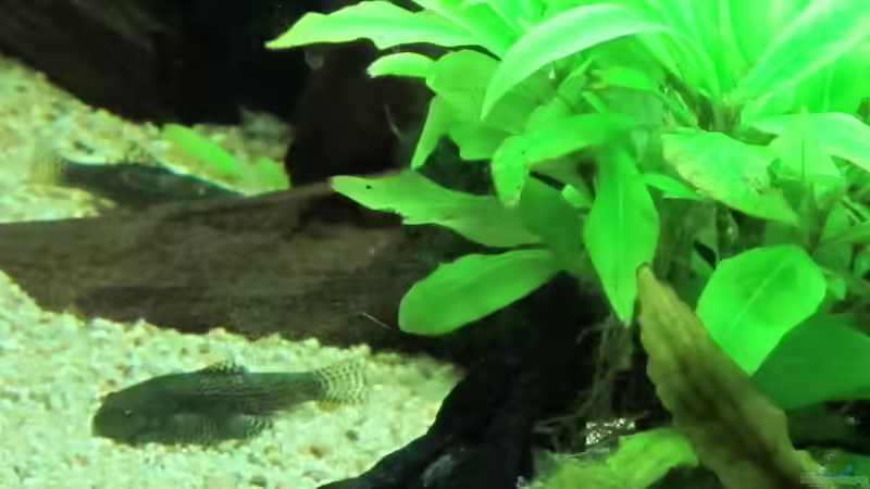 Aquarium Becken 31934 von Sebasco (30)