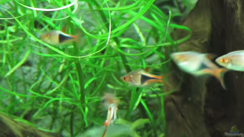 Aquarium Becken 31934 von Sebasco (31)