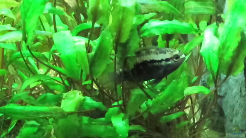 Aquarium Becken 31934 von Sebasco (33)