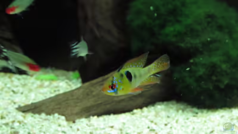 Aquarium Becken 31934 von Sebasco (35)