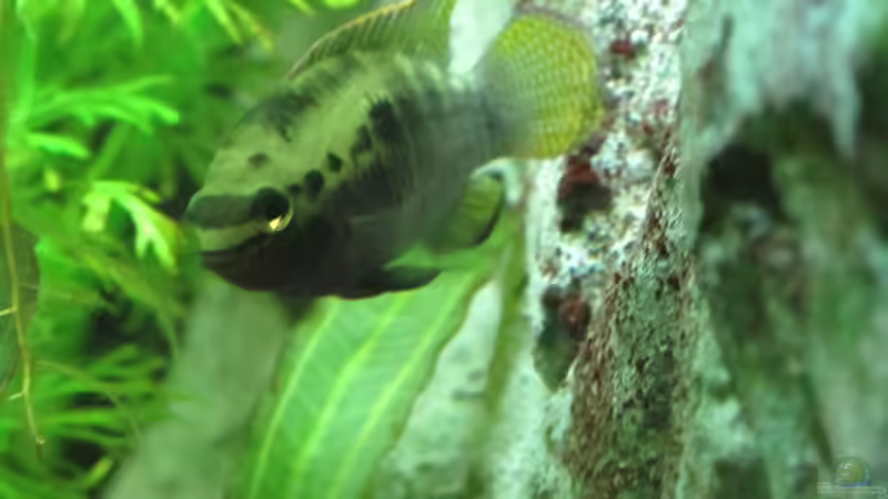 Aquarium Becken 31934 von Sebasco (36)