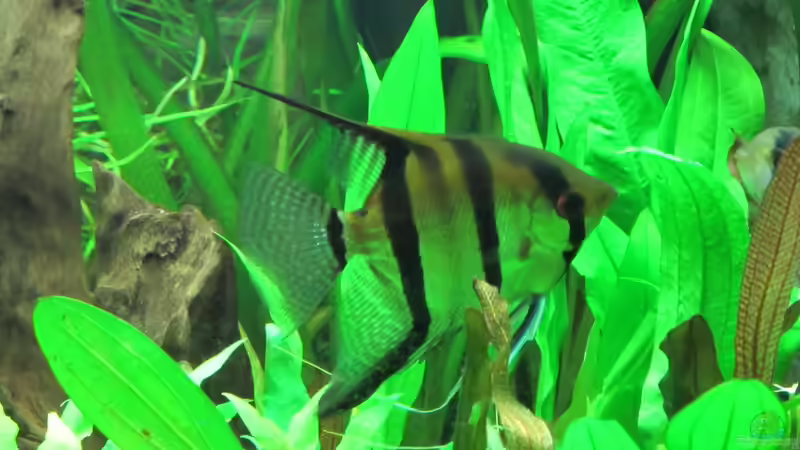 Aquarium Becken 31934 von Sebasco (37)