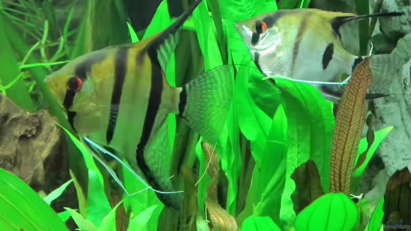 Aquarium Becken 31934 von Sebasco (39)