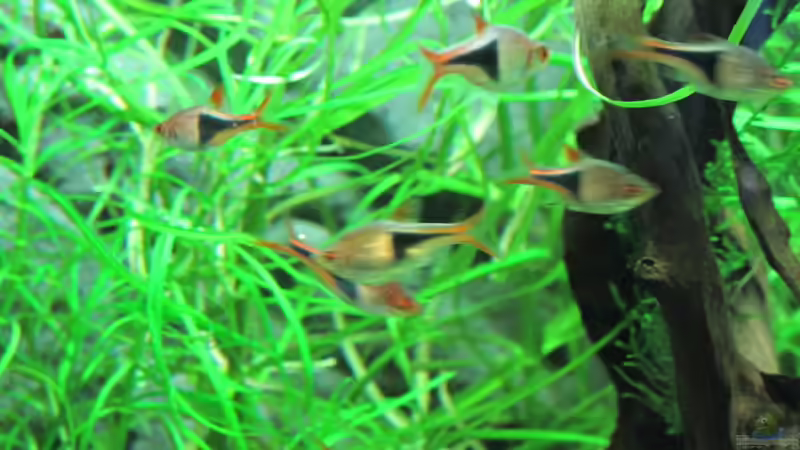 Aquarium Becken 31934 von Sebasco (41)