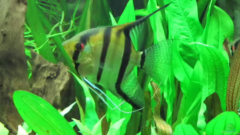 Aquarium Becken 31934 von Sebasco (42)